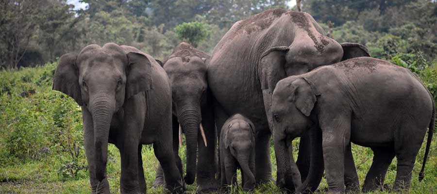 Lataguri / Gorumara Package Tour 02 Nights & 03 Days